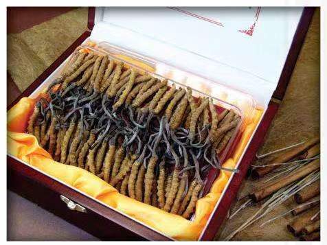 渭源冬虫夏草回收